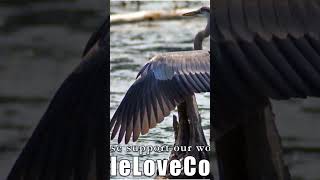 Brilliant Soul Star Rainbow Tribe Of Infinite Light