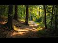 Find Your Inner Peace: 1-Hour Forest Walk | Relaxing Piano Music &amp; Birdsong
