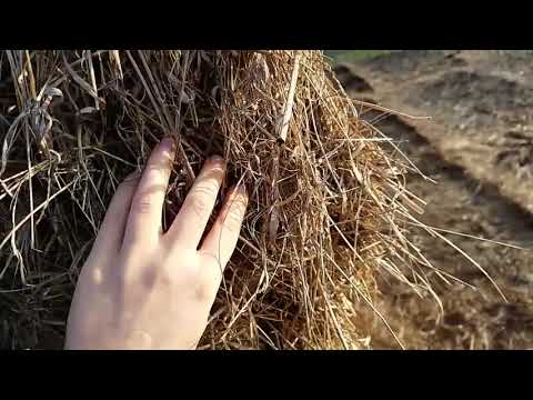 ASMR | Hay Bale Fiasco!