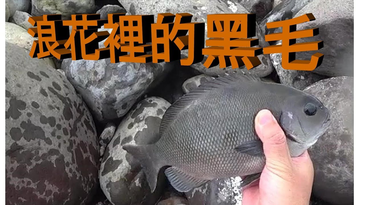 釣魚fishing 7 厚殼大軍來襲 浪花裡的黑毛 Youtube