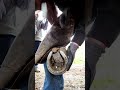 Most Viral Video Of 2022 Removing Huge Rock Stuck In Horses Hoof So Satisfying Hooftrimming 