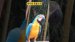 루카의 웃음소리 #청금강 #청금강앵무새 #마카우 #parrot #macaw #앵무새 #동물 #반려동물 #애완…