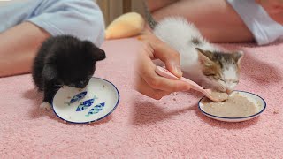 Two Kitten's Reactions When They Eat New Food for the First Time