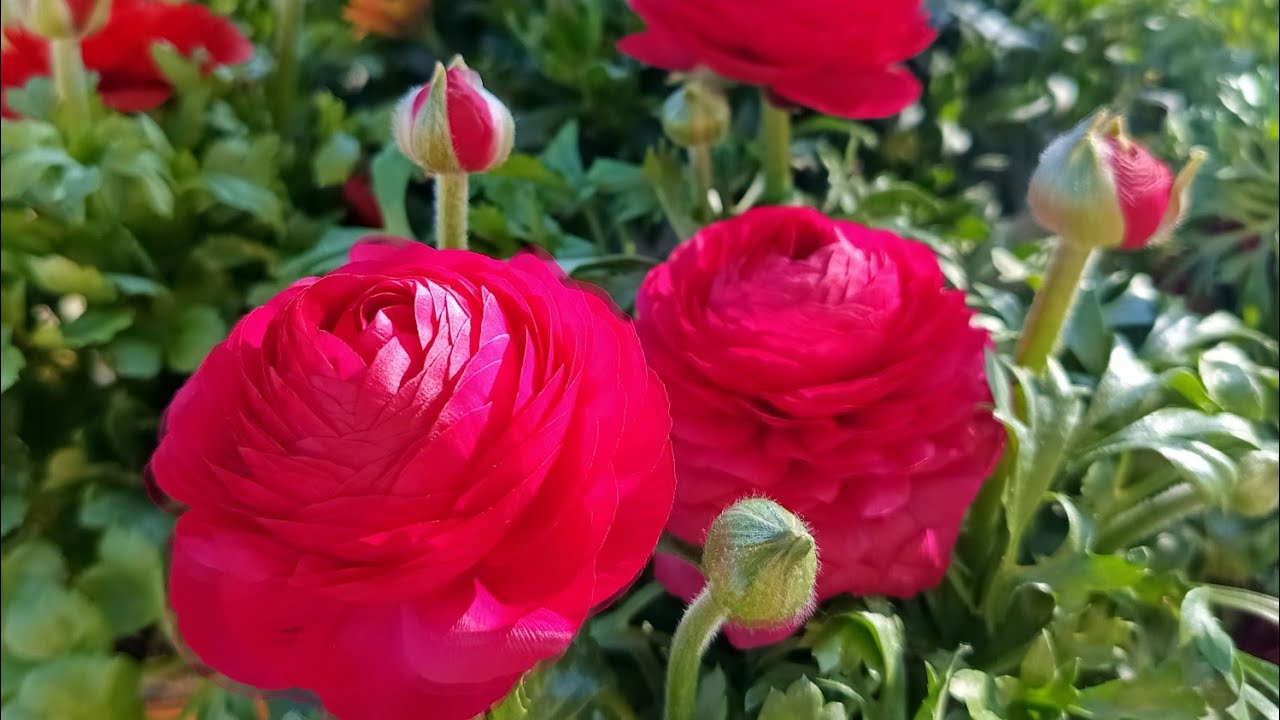 382...А у Вас есть Ангел Хранитель?Расскажу о Моем Ангеле Хранителе...и о Моих Розах.