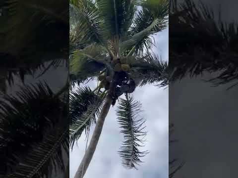 🇧🇧 Coconut Spiderman Climbing in Barbados #shorts