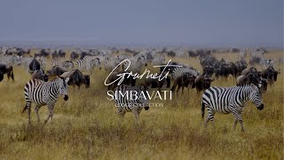 The Wildebeest Migration Arrives at Simbavati Grumeti