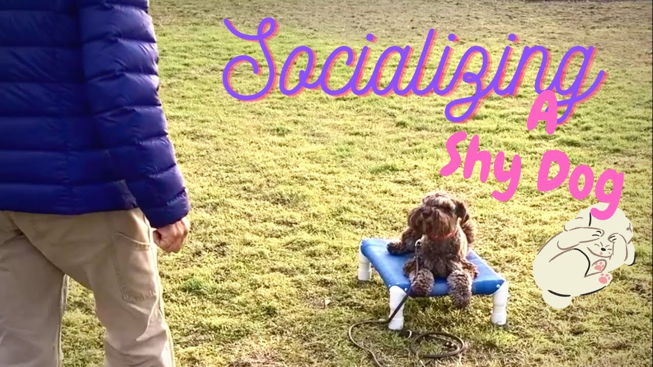 Socializing a shy dog (short video) Dog Training YouTube