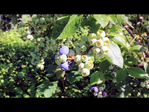 Video: Blueberry 