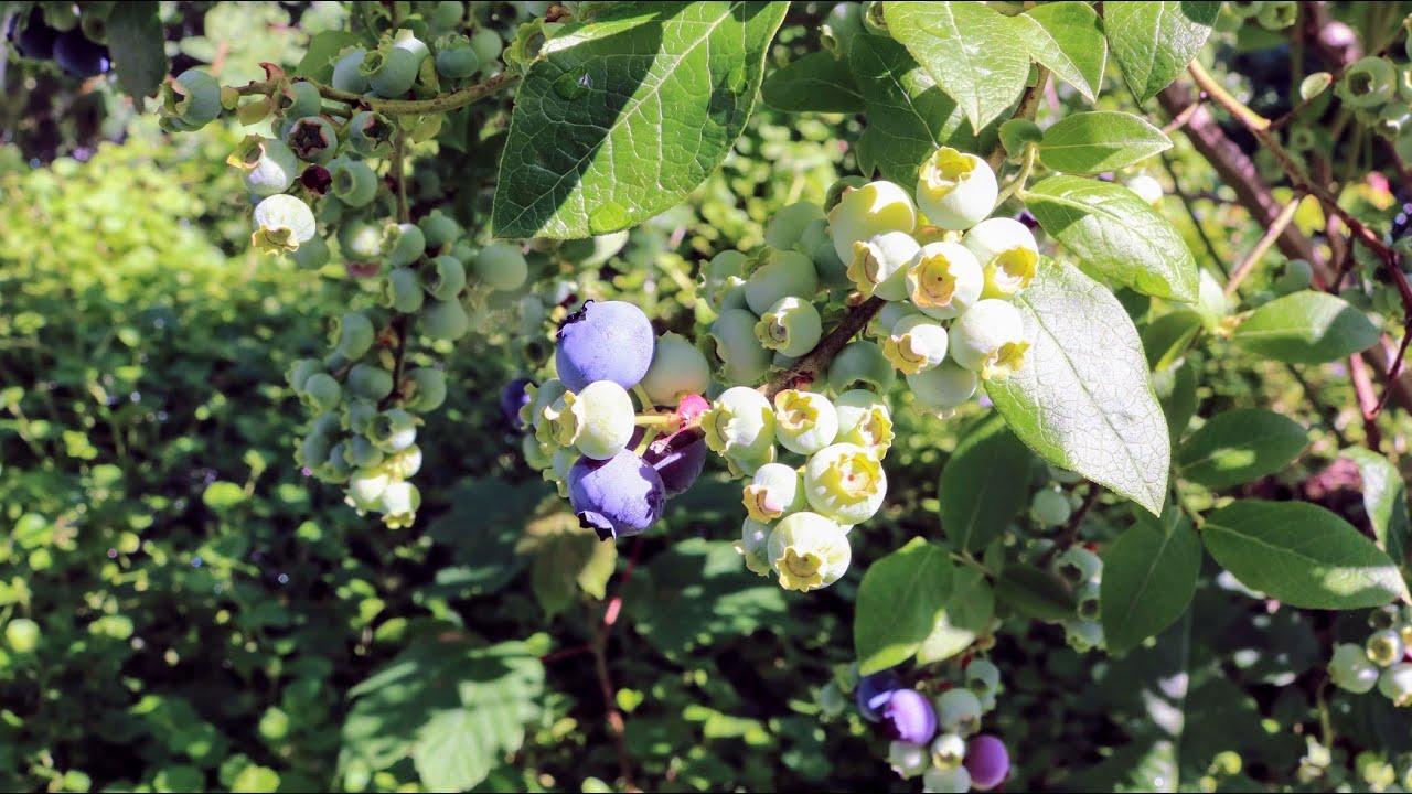 My Favorite BIG & TASTY Blueberry Varieties YouTube