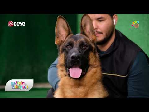 Alman Çoban Köpeklerinde yüz maskesinin renk değişim süreçleri