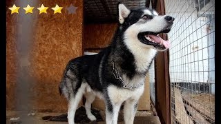 Элитного Пса стоимостью более 70 000 сдали в приют. Смотрите почему! Элитного Пса стоимостью более 70 000 сдали в приют. Смотрите почему!