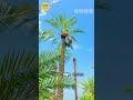 Quy Trình Thu Hoạch Chà Là Khổng Lồ Tại Trung Đông!