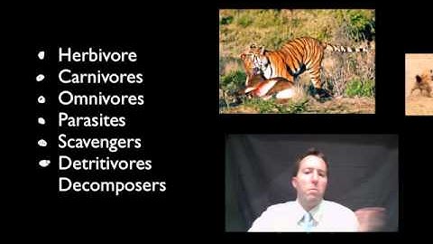 Interactions between organisms