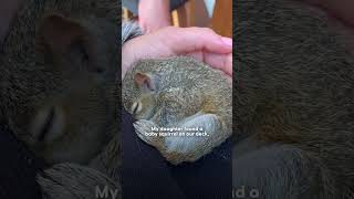 Download Lagu Squirrel Visits His Rescuer Every Day For Years | The Dodo MP3