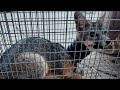 California Neighborhood Rescues Fox With Pipe Stuck Around Neck