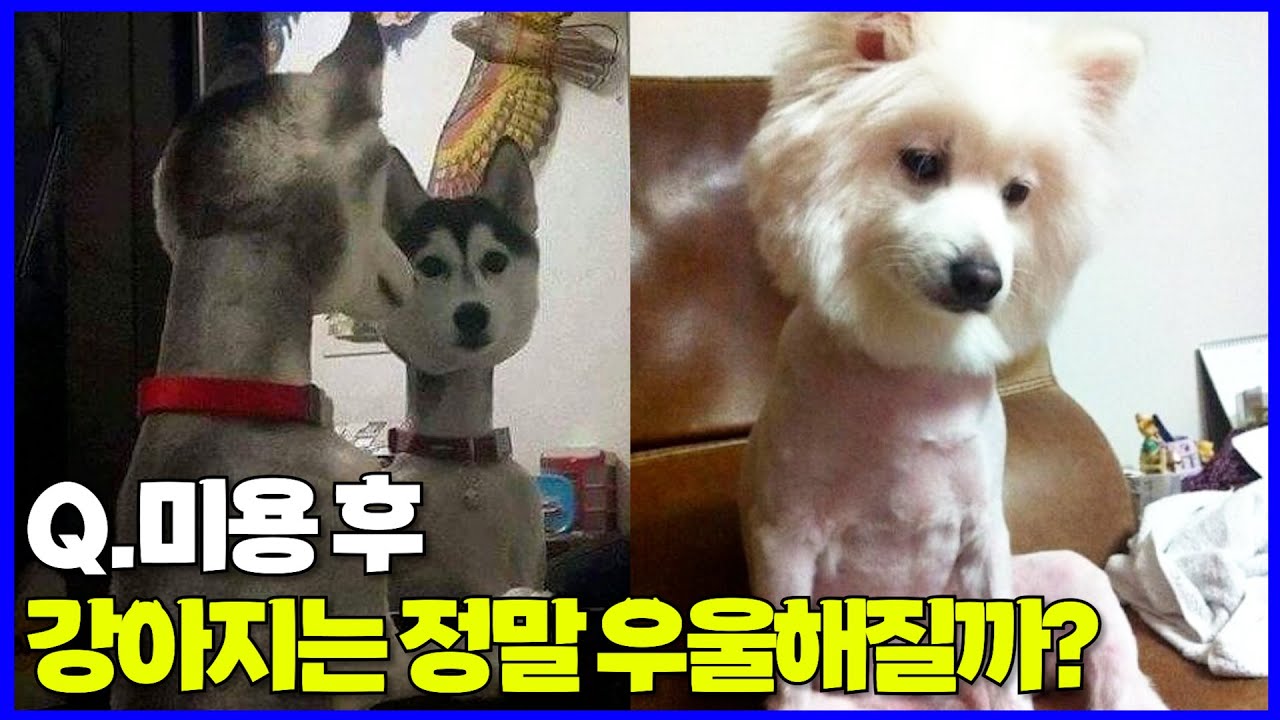 강아지 미용 스트레스 어떻게 해결 해야 될까요? I 강아지 훈련사 Q&A