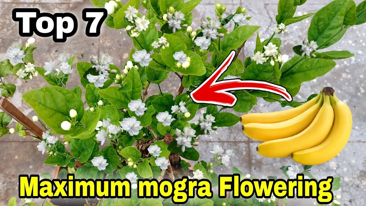 Top 7 Simple secret to grow mogra plant, Get 100+ maximum flowering