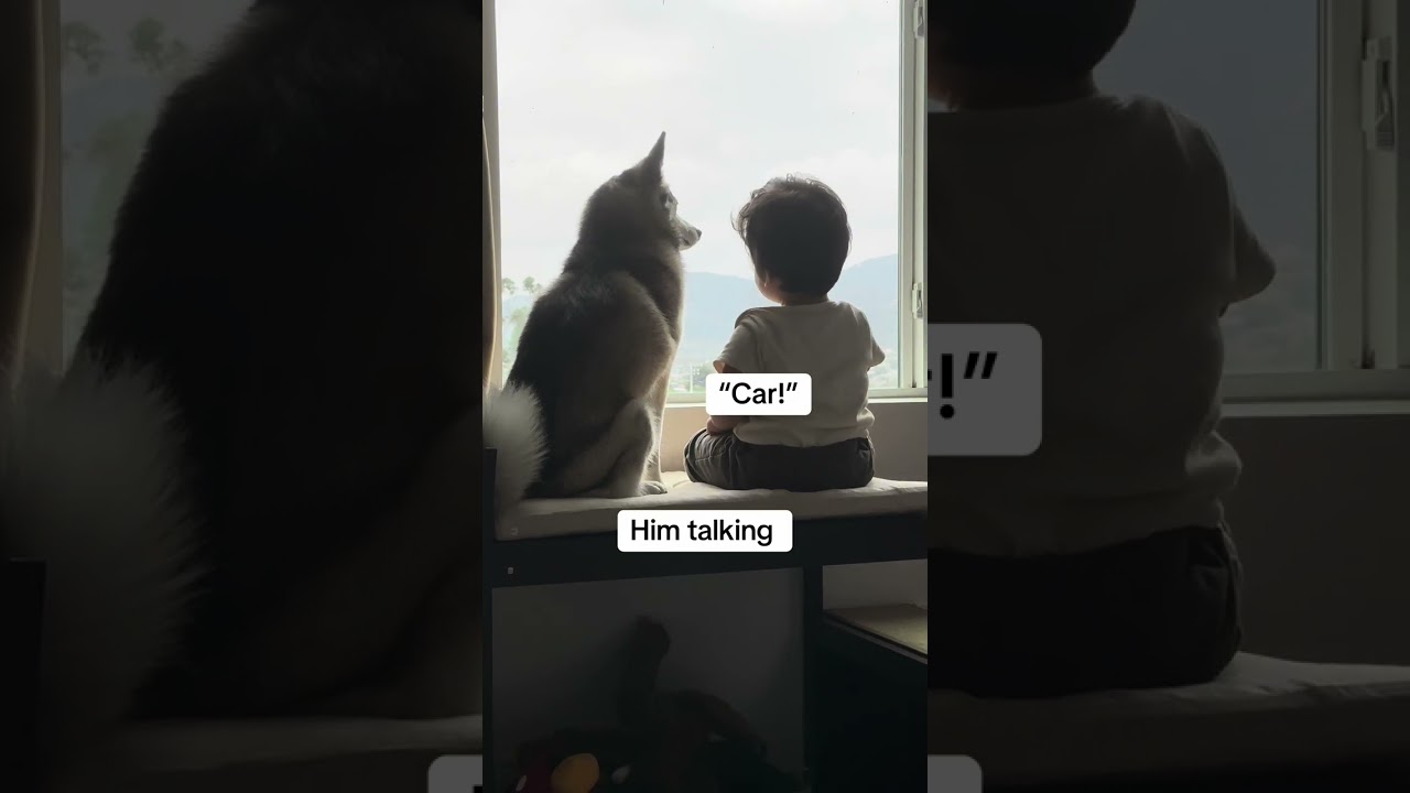 Sapphie the pomsky and baby brother bond over the year