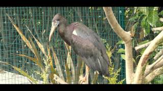 Abdims Stork Ciconia Abdimii - Bird & Animal Center