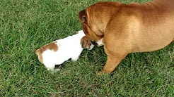 ENGLISH BULLDOG PUPPY FOR SALE ATLANTA GA GEORGIA