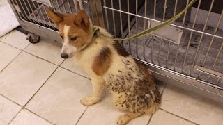 More Than 100 Animals Were Rescued From A Detroit-Area Home
