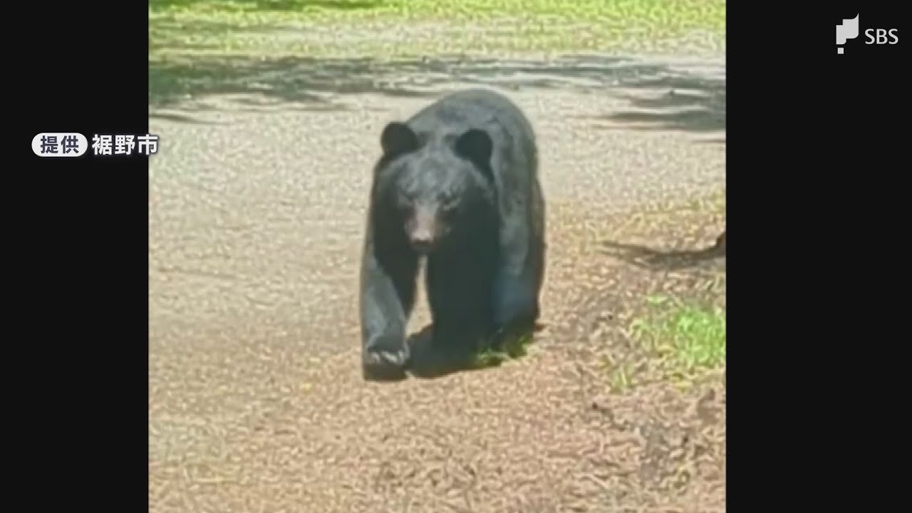 Video] Consecutive Bear Sightings in Susono City, Shizuoka: Are
