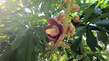 Tịnh Xá Trung Tâm - Gò Vấp, TP. Hồ Chí Minh (09/12/2018)