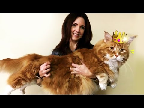 oz's-omar-in-the-running-to-be-crowned-the-world's-longest-cat