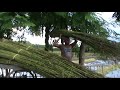 Farming jute | পাট চাষ । world Best Jute Farming In Bangladesh Mp3 Song