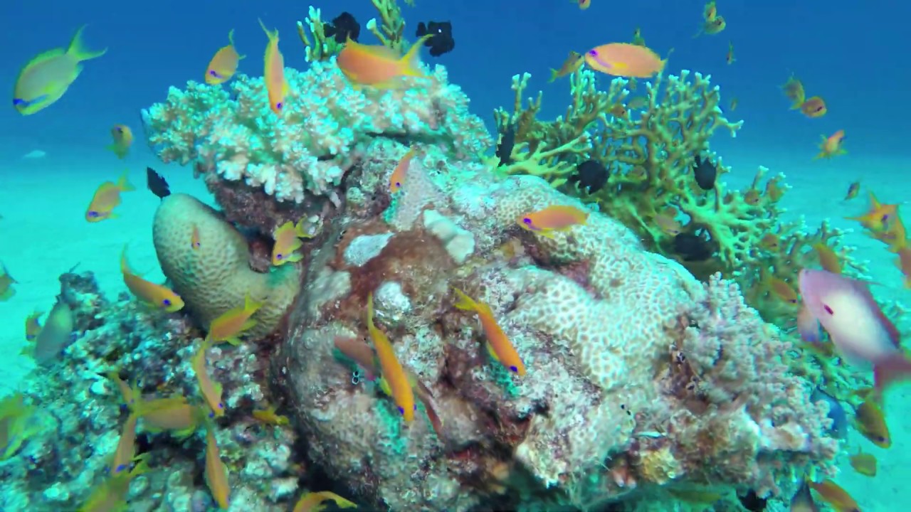 Red Sea - Sharm el sheikh 2019 sample video