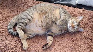 A fat cat is always cute It's time to clean the catio area your cooperation is needed! by Cats Life PH 265 views 2 months ago 1 minute, 17 seconds