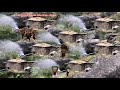 Water mill video Reality village || Remote Nepali mountains village Lifestyle family members | 