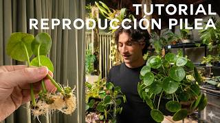 Cómo reproducir la Pilea Peperomioides 🌱 Hijuelos y propagación paso a paso