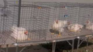 FFA Poultry Judging: Class 1  Selecting Meat Type Birds (CullKeep)