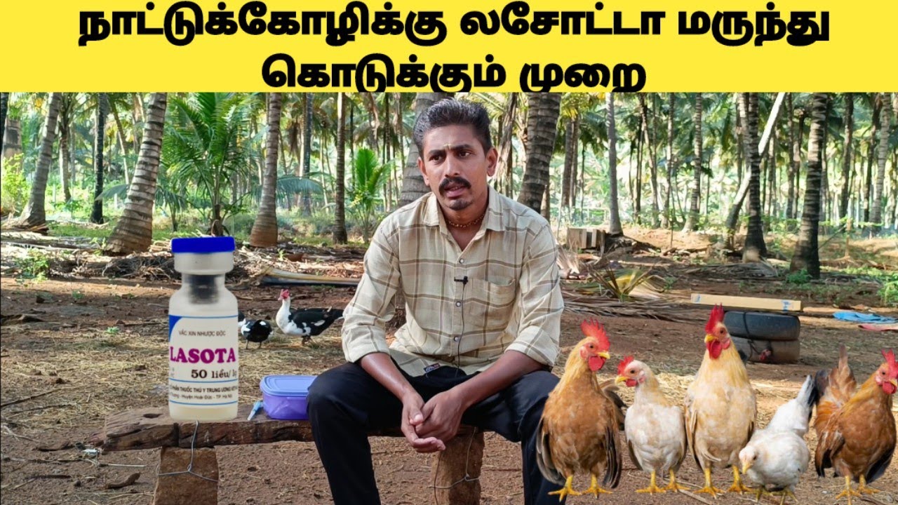 How to use lasota vaccine in country chicken/நாட்டுக்கோழிக்கு லசோட்டா மருந்து கொடுக்கும் முறை