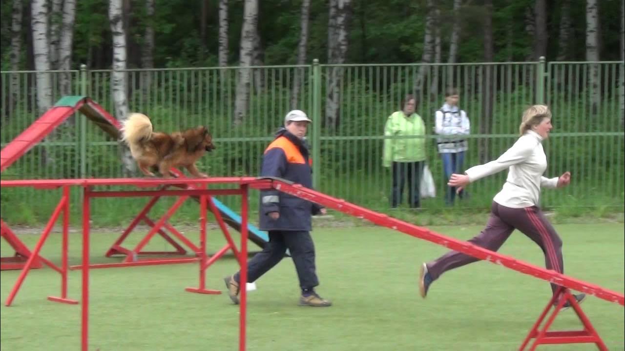 Померанский шпиц аджилити