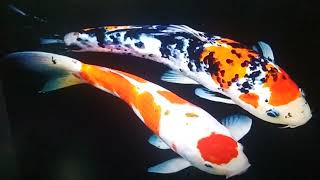 How to Care for Koi Karp Fish: An Ultimate Guide for Beginners
