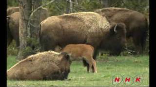 Parc national de Yellowstone (UNESCO/NHK)