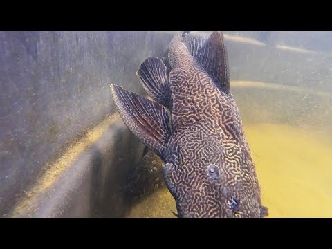 Underwater Tour of Tropical Fish Hatchery