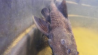 Underwater Tour of Tropical Fish Hatchery