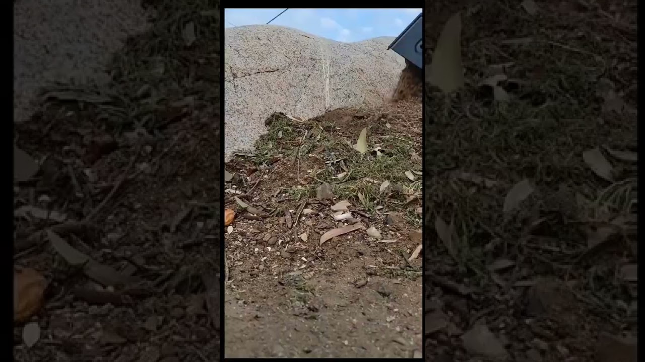 from cardboard to compost