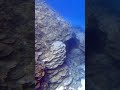 Hawaii #scubadiving #youtubeshorts #ocean #nature #travel #adventure #explore #reef #flying