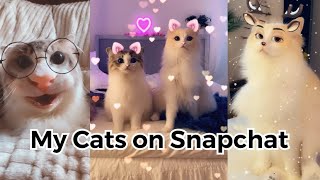 My cats on Snapchat by Fjärilflickans 447 views 3 years ago 1 minute, 52 seconds