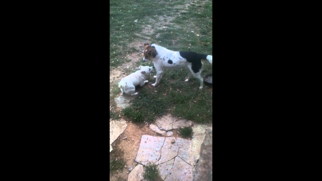 Dogs fight smal and big dog start now YouTube