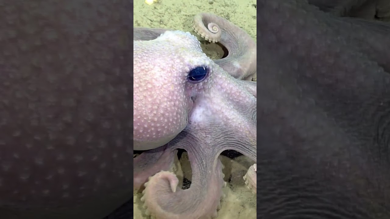 The Best Mother in the Animal Kingdom