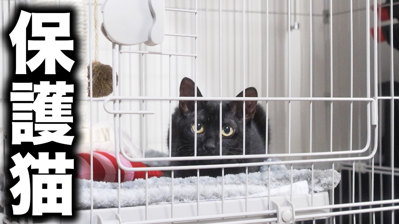 Our family has grown! [Rescue cat / Former stray cat] - YouTube