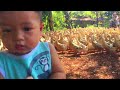 អណិតបុរសសង្ហារណាស់ម៉ាក់ប្រើអោយមកឃ្វាលទា
