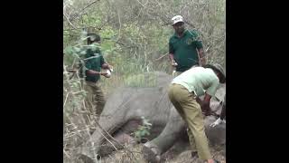 Elephant Calf With Injured Leg | 足を負傷した子ゾウ | Wildlife | Animals | Baby Elephant | ゾウの子牛 #Shorts