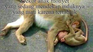 menylamatkan anak monyet... induknya d tabrak mobil... kasihan