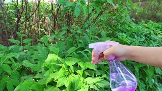 Cleaning garden trigger sprayer